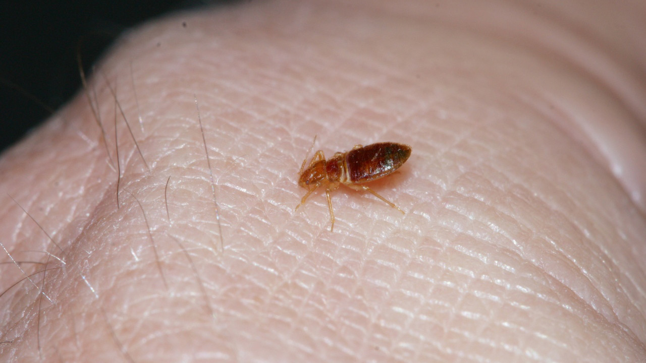 Got Bed Bugs? Use This New, Cheaper, More Effective, DIY, Low-Cost ...