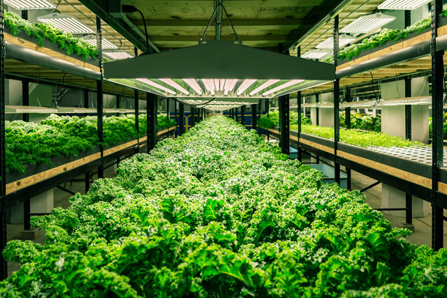 This Old Factory—Now Full Of Fish And Kale—Is Revitalizing A ...