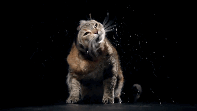 3035269-inline-i-2-cattemptationssnack.gif