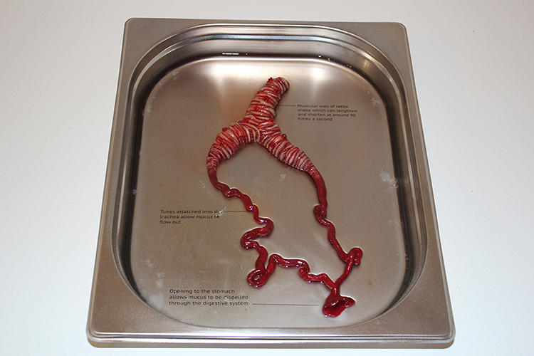 Artist Creates Human Organs From Eel, Snake, and Leech Parts | Co