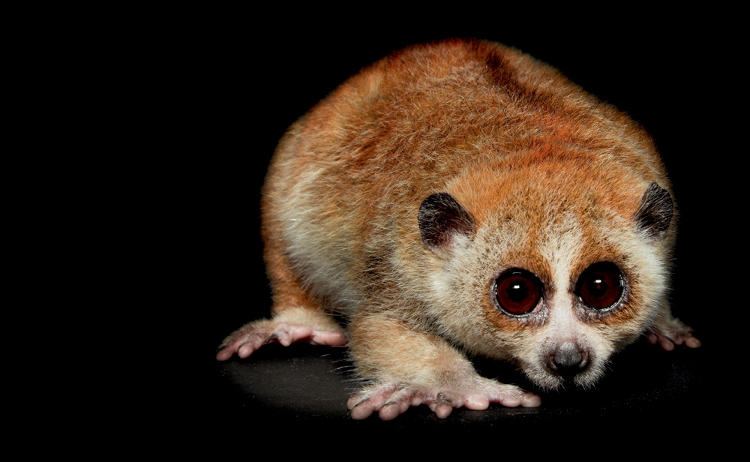 Stunning Closeup Photos Of Nocturnal Animals We Rarely See ...